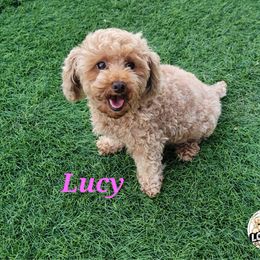 Maltipoo puppies from Logan's Perfect Puppies