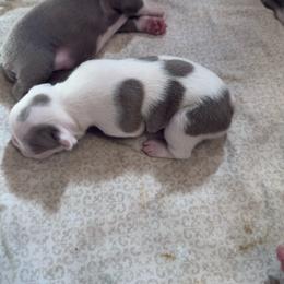 Lilac Splash Boy - Lilac male Boston Terrier puppy in Red Rock, Arizona from Knucklez Kids
