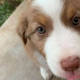 Australian Shepherd Puppies from 4t Aussies