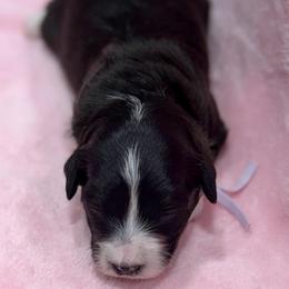 Purple collar - Black tri-color female Aussiedoodle puppy in 32046, Florida from River Hill Ranch
