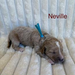 Neville - Apricot male Goldendoodle puppy in Conroe, Texas from Tails of Cypress