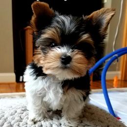 Yorkshire Terriers from Valentine's Tiny Yorkies