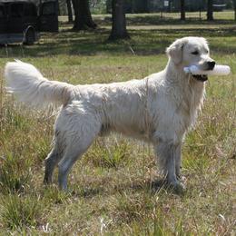 Golden Retriever All Grown Up from Camp Rezy