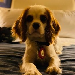 Cavalier King Charles Spaniels from Corinne Cavalier's