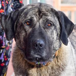 Anatolian Shepherd Dogs from Feather’s Glen Anatolians