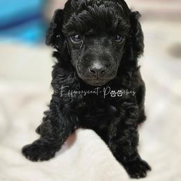 Jett - Black male Poodle puppy in Coolidge, Arizona from Effervescent-Pooches