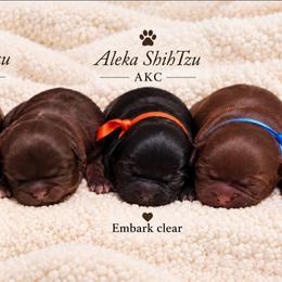 Chandler - Liver male Shih Tzu puppy in Richmond, Texas from Aleka Shih Tzu