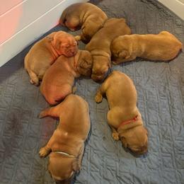 Girl 2 - Yellow female Labrador Retriever puppy in Nova, Ohio from Cary’s Buck Creek Farm LLC
