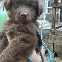 Girl 3 - Red tri-color female Australian Shepherd puppy in Hillsboro, Illinois from Perfect Paws Puppies