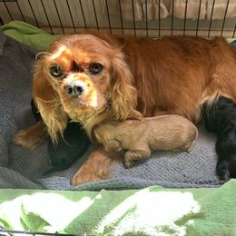 Cavalier King Charles Spaniel puppies from Cavaliers of Windsor