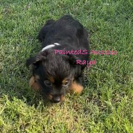 Raya - Black tri-color female Australian Shepherd puppy in Tennessee from PaintedS Aussies