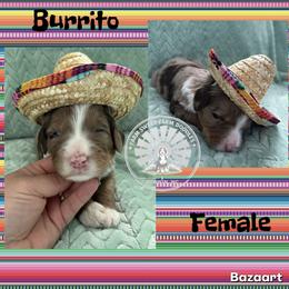 Burrito - Chocolate merle female Bernedoodle puppy in Godwin, North Carolina from Farm Sweet Farm Doodles