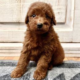 Teal collar female - Apricot female Goldendoodle puppy in Brooksville, Florida from Kruger Doodles