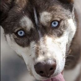 Siberian Huskies from Robyn's Siberian Huskies