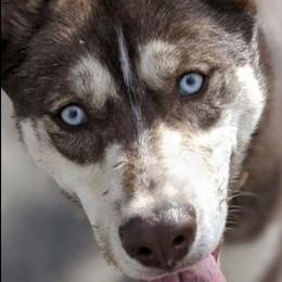 Siberian Huskies from Robyn's Siberian Huskies