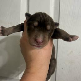 Queen - Agouti and white female Siberian Husky puppy in London, Ohio from Rose Trail Siberian’s