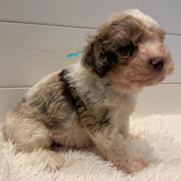 Blue Collar Boy - Merle male Goldendoodle puppy in San Augustine, Texas from Vintage Doodles