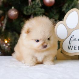 Macaroon - Orange female Pomeranian puppy in Bethel, Ohio from J&A Poms