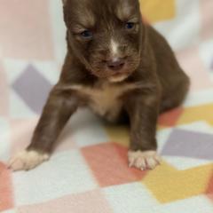 Kitsune - Red and white female Siberian Husky puppy in London, Ohio from Rose Trail Siberian’s