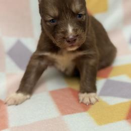 Kitsune - Red and white female Siberian Husky puppy in London, Ohio from Rose Trail Siberian’s