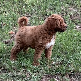 Goldendoodle Puppies from Colorado Dreamin Doodles