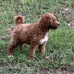 Goldendoodle Puppies from Colorado Dreamin Doodles