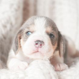 Beignet, aka Benny - Blue tan and white male Beagle puppy in Caldwell, Ohio from Folklore Kennel