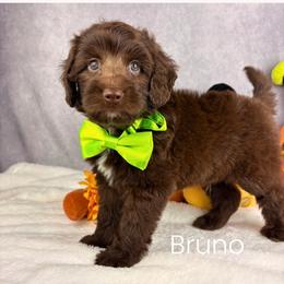 Bruno - Chocolate male Australian Labradoodle puppy in Raleigh, North Carolina from Happy Tails Labradoodles