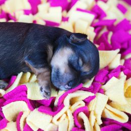 Havanese Puppies from Bella Dulce Havanese
