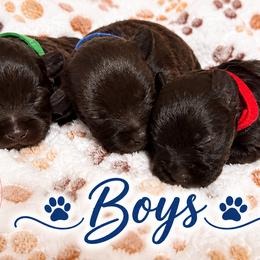 Miniature Schnauzer Puppies from Always Blessed Miniature Schnauzers