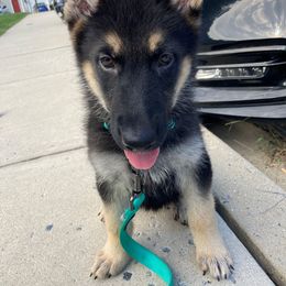 German Shepherd Puppies from German Shepherds