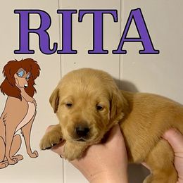 RITA - Yellow female Labrador Retriever puppy in Water Valley, Mississippi from Three Lakes Labs & WHDs