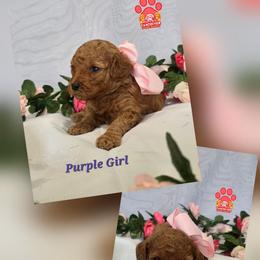 Purple - Red female Labradoodle puppy in Vancouver, Washington from Vancouver Doodles Buddies