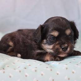 Eden - Black and tan female Cavapoo puppy in Green Forest, Arkansas from Horseshoe Drive Kennel