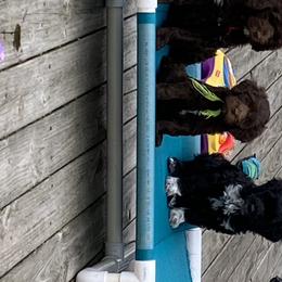 Portuguese Water Dog Puppies from Bayswater Portuguese Water Dogs