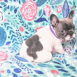 French Bulldog Puppies from JOLYNN Mecham