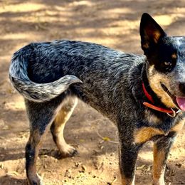Kimi - Australian Cattle Dog