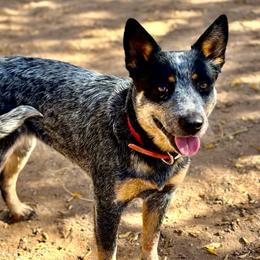 Kimi - Australian Cattle Dog