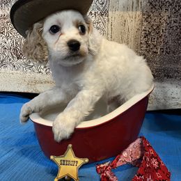 Cockapoo Puppies from Country J Canines