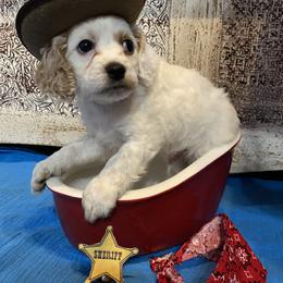 Cockapoo Puppies from Country J Canines