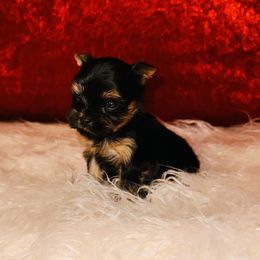 Mocha-Puppa Chino. - Yorkshire Terrier puppy from Toy Treasure Yorkies