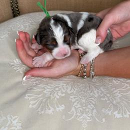 Green - Merle male Bernedoodle puppy in Curtice, Ohio from The Pink Doghouse
