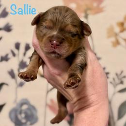 Sallie - Merle female Goldendoodle puppy in Blanchard, Oklahoma from Dream Doodles by Dondi