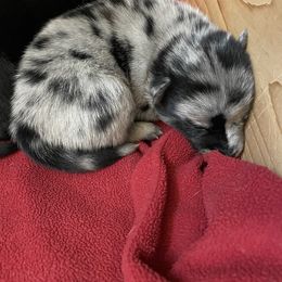 Luna - Merle female Pomsky puppy in Brooklyn, Connecticut from Michelle's Pomskies