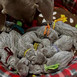 Weimaraner Puppies from Gentle soul Weimaraners