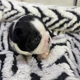 Max - Black brindle and white male Boston Terrier puppy in Alabama from Southern Bulldogs