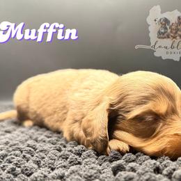 MUFFIN - Dapple female Dachshund puppy in Alto, Texas from Double W Doxies