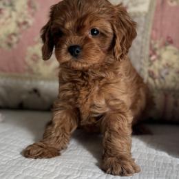 Velvet - Red female Cavapoo puppy in Beckley, West Virginia from By Design Doodles