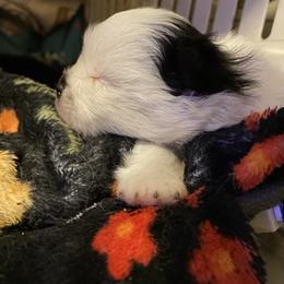 Fendi - Black parti male Pomeranian puppy in Rockford, Alabama from Wickedly Cute Puppies