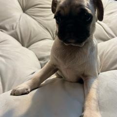 Pug Puppies from Pugs Puppies 🐶